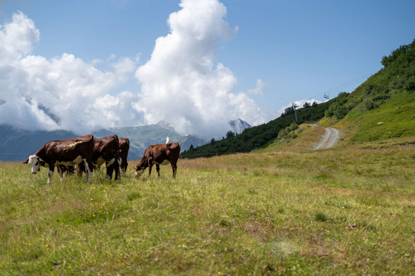 Vaches en patures